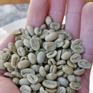 Grains de café vert de spécialité non torréfiés de la Torréfaction de café de spécialité Zannelli à Buis Les Baronnies en Provence