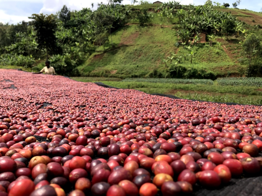 Burundi Izuba cerises de café sur lits africains séchage Torréfaction Zannelli Drôme specialty coffee