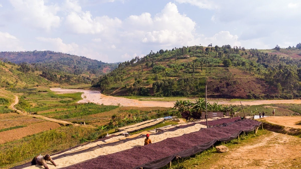 Burundi Izuba cerises et grains de café sur lits africains séchage Torréfaction Zannelli Drôme specialty coffee
