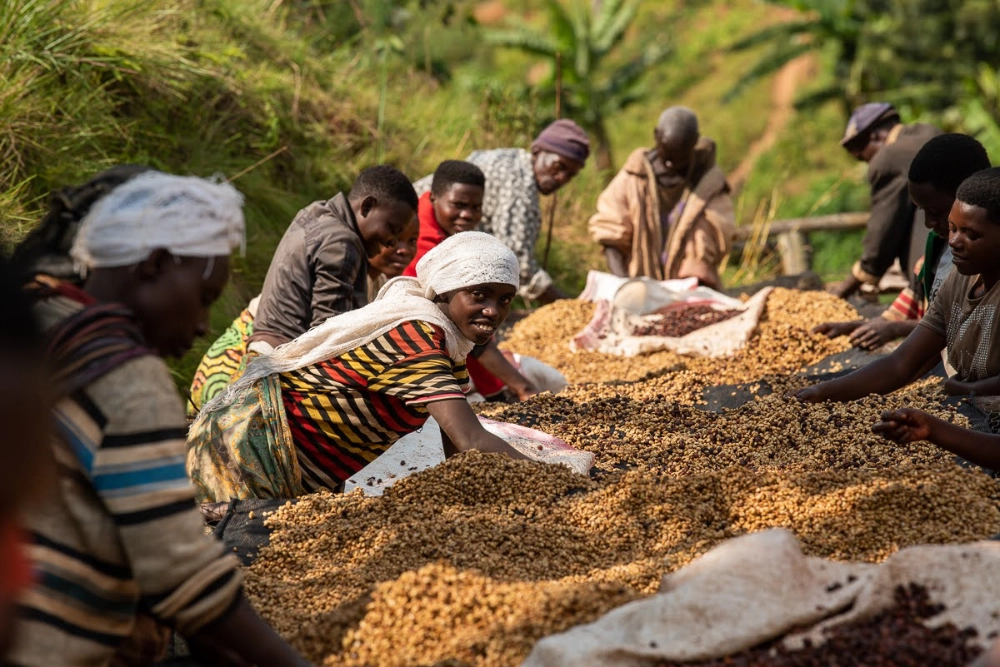 Burundi Izuba tri des grains de café sur lits africains séchage Torréfaction Zannelli Drôme specialty coffee