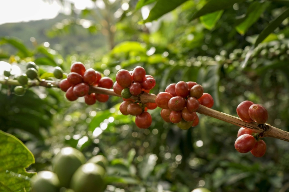 Colombie Yesid Vargas branche cerises café Torréfaction Zannelli Drôme specialty coffee