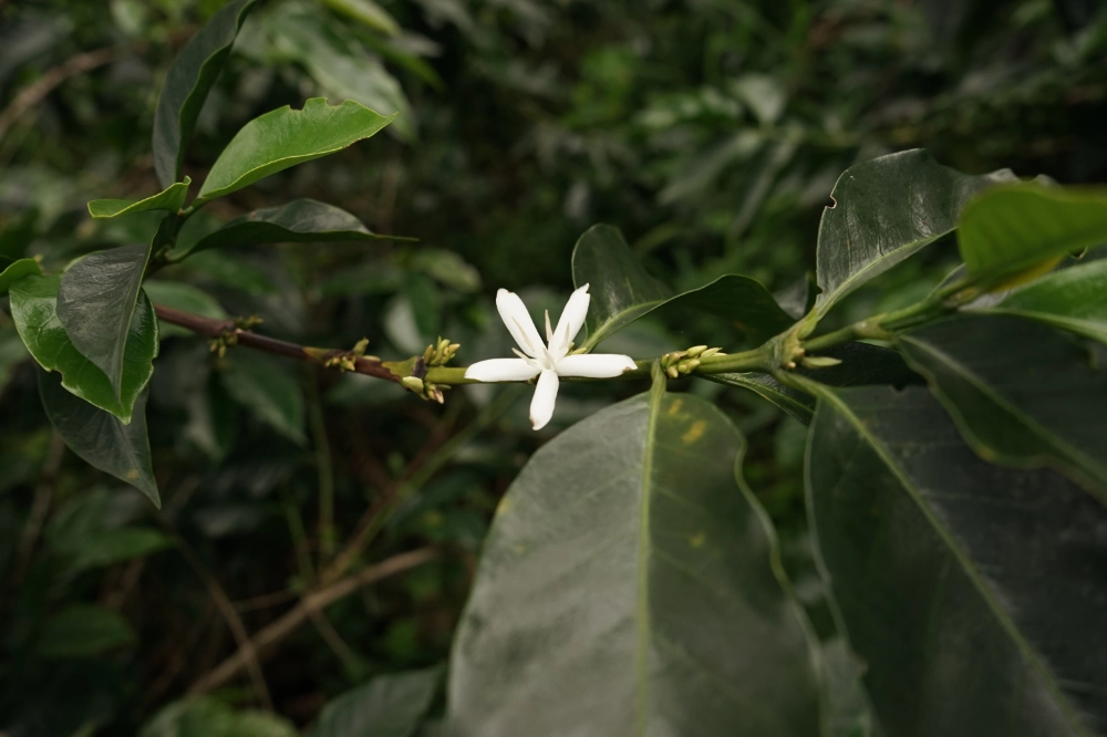 Colombie Yesid Vargas fleur de café Torréfaction Zannelli Drôme specialty coffee