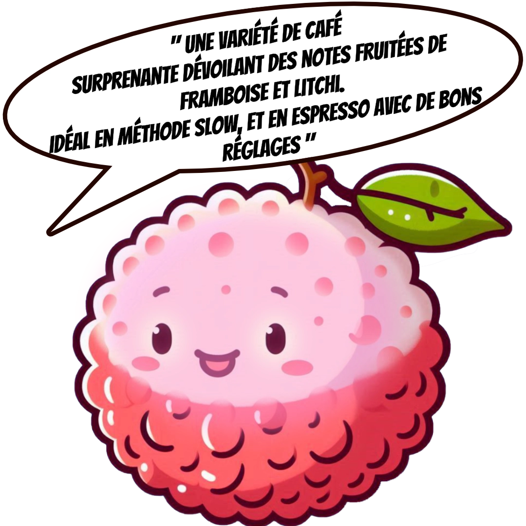 Litchi et saveurs cartoon torrefaction zannelli drome provence buis les baronnies